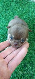 Chihuahua mini toy
