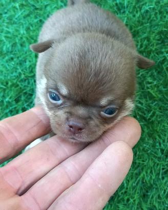 Chihuahua mini toy