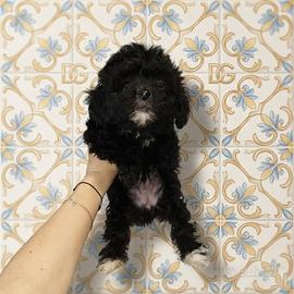 Maltipoo coreano Toy brindle e bianco