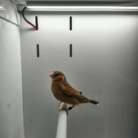 Diamante gola tagliata