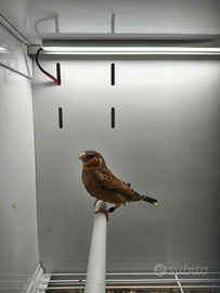 Diamante gola tagliata