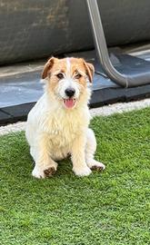 Jack russell