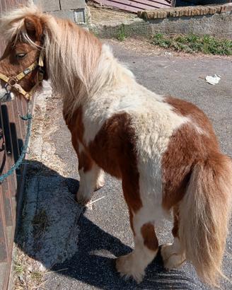 Pony maschio