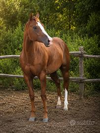 Cavallo