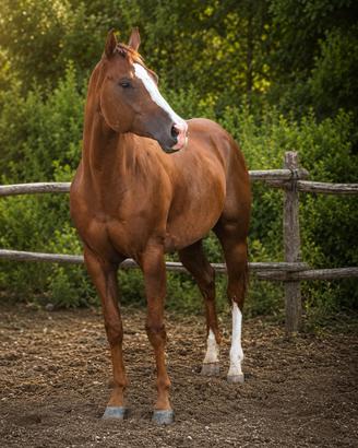 Cavallo