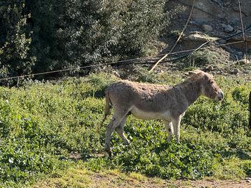 Asini maschi BIO passaporto verde