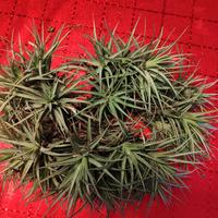 Tillandsia piante aeree facile da  curare 