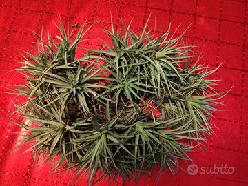 Tillandsia piante aeree facile da  curare 
