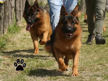 Maschio Giovane Pastore Tedesco