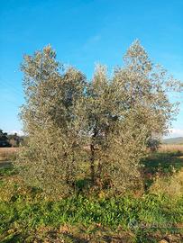Olivi adulti per legna