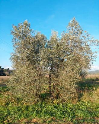 Olivi adulti per legna