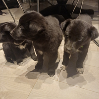 Piccoli ciccioli crescono