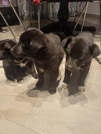 Piccoli ciccioli crescono