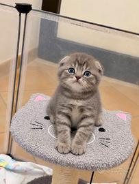 Gattini scottish fold