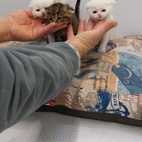 Cuccioli di gattini scottish straight e fold