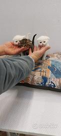 Cuccioli di gattini scottish straight e fold