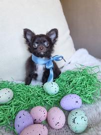 Chihuahua maschietto