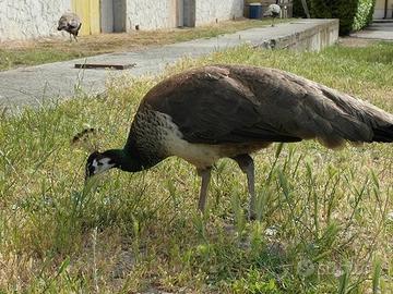 Femmina PAVONE COMUNE