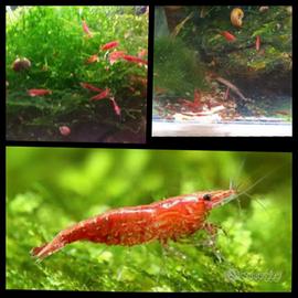 Caridine gamberetti acqua dolce rossi