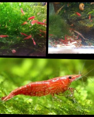 Caridine gamberetti acqua dolce rossi