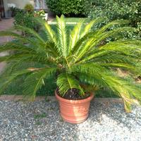 Cycas Revoluta XL H110 50 cm Giardino Piante palma