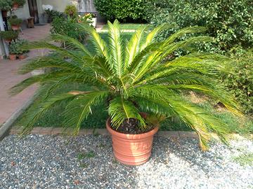 Cycas Revoluta XL H110 50 cm Giardino Piante palma