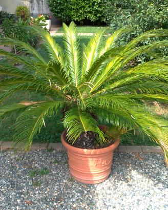 Cycas Revoluta XL H110 50 cm Giardino Piante palma