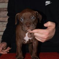 Cuccioli di Pitbull