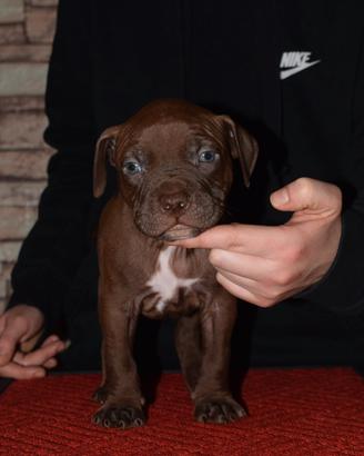 Cuccioli di Pitbull