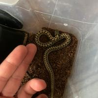 Thamnophis Marcianus