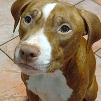Cucciola amstaff