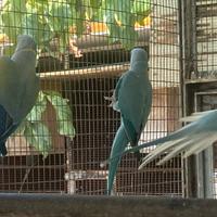 Parrocchetti dal collare