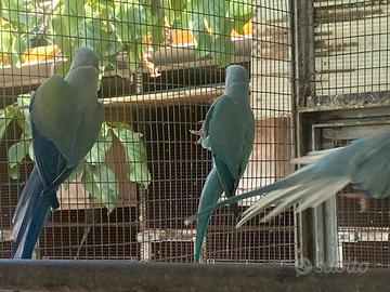 Parrocchetti dal collare