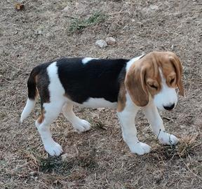 Beagle pedigree ENCI femmina