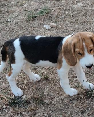 Beagle pedigree ENCI femmina