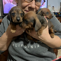 Cuccioli bassotto nano