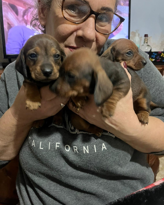 Cuccioli bassotto nano