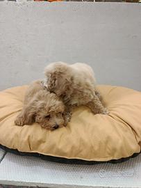 Cuccioli di maltipoo