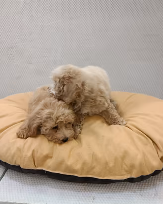 Cuccioli di maltipoo