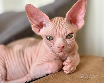 Gatti Sphynx