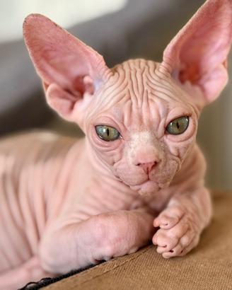 Gatti Sphynx