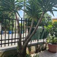 Tronchetto felicità