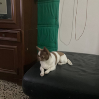 Liaa chihuahua mini Toy