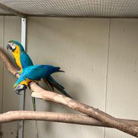 Ara giallo e blu coppia ed altri pappagalli