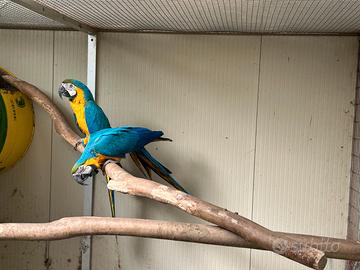 Ara giallo e blu coppia ed altri pappagalli