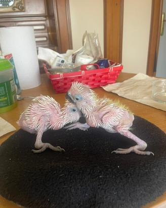 Pulli cacatua Alba