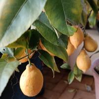 1 pianta limone e 1 pianta mandarino