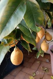 1 pianta limone e 1 pianta mandarino