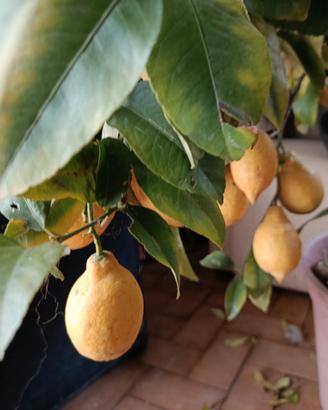 1 pianta limone e 1 pianta mandarino