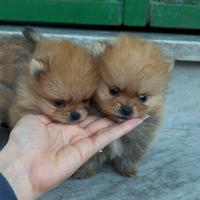Mini pomerania